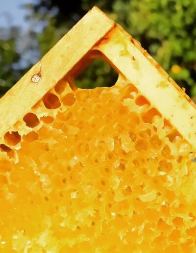 Simsalasumm Honig: Geschleuderte Wabe - zum Leerschlecken zurück zu den Bienen
