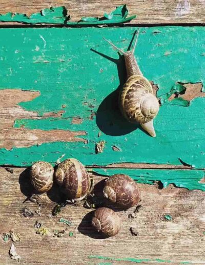 Simsalasumm Honig: Die Untermieter wohnen gratis im und am Bienenstock.