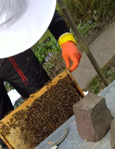 Simsalasumm Honig: Waben-Check im Frühjahr