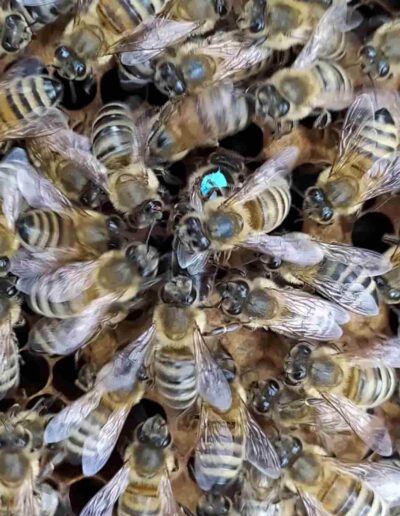 Simsalasumm Honig: Bienen scharen sich um ihre Königin