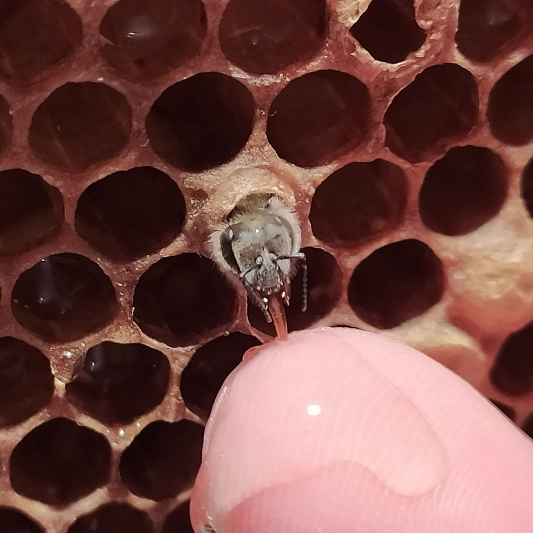 Frischgeschluepfte-Biene-schleckt-Honig